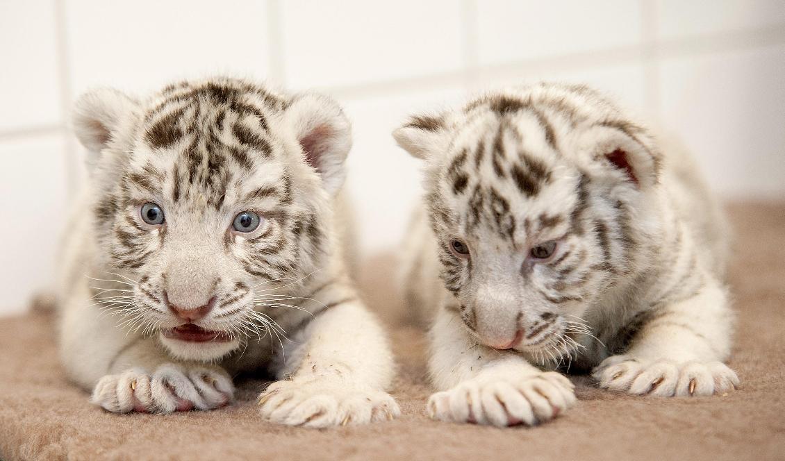Vita tigerungar på en djurpark i Ungern.  Foto: Csaba Krizsan/AP/TT-arkivbild