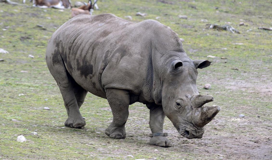 Den vita noshörningen har två underarter, nordlig och sydlig. Det finns bara två nordliga vita noshörningar kvar i hela världen. På Kolmården finns den sydliga underarten. Foto: Stefan Jerrevång/TT