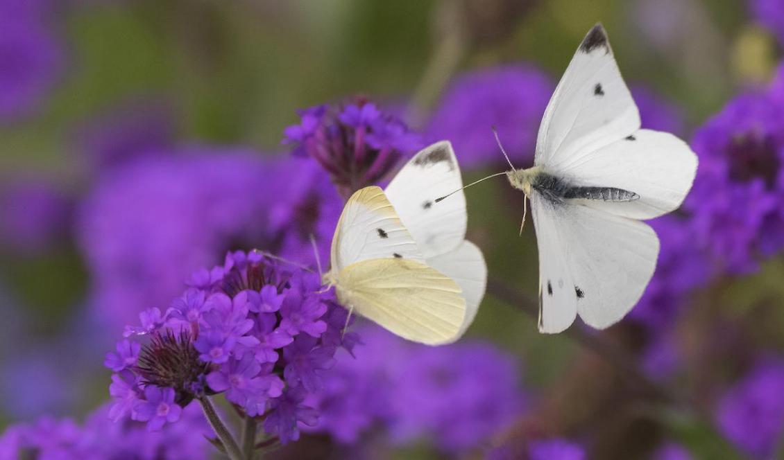 Sedan 1950-talet har flera fjärilsarters utbredningsområden minskat i Sverige. Foto: Jens Meyer/AP/TT
-arkivbild