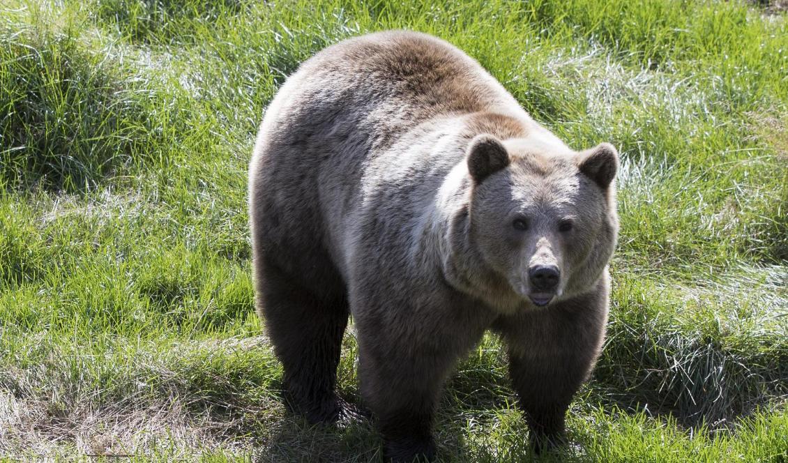 Under årets björnjakt i Västerbottens län får 21 björnar fällas. Foto: TT-arkivbild
