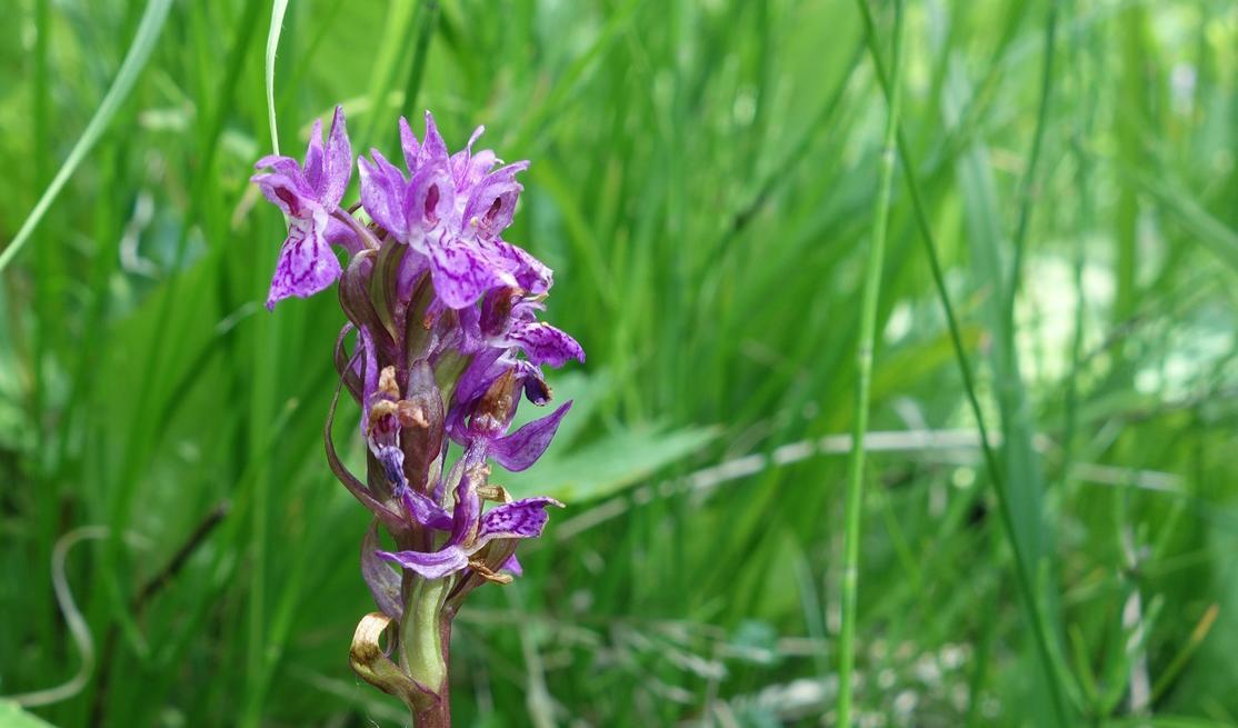 



På De vilda blommornas dag ordnas även särskilda orkidévandringar. Foto: Eva Sagerfors/Epoch Times                                                                                                                                                                                                