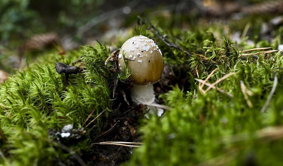 Panterfläckig flugsvamp. Foto: Pontus Lundahl/TT