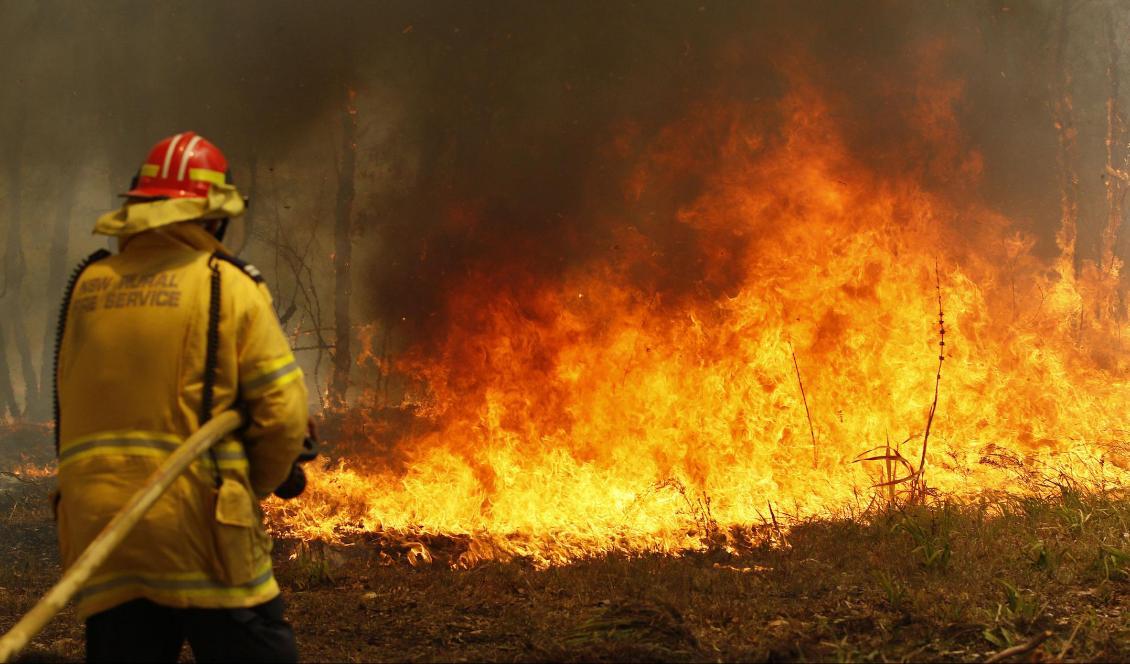 Brandmän bekämpar skogsbränder i närheten av Old Bar, omkring 25 mil norr om New South Wales delstatshuvudstad Sydney. Foto: Darren Pateman/AAP/AP/TT