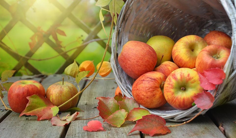 

Forskning visar att äpplen som odlas ekologiskt innehåller ett mer balanserat och varierat bakteriesamhälle än icke-ekologiskt odlade äpplen, vilket kan innebära stora skillnader för vår hälsa.                                                                                                
