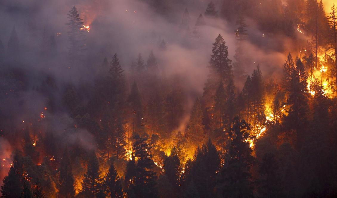 Skogsbrand i Kalifornien den 30 juni 2018. Foto: Terray Sylvester/Getty Images