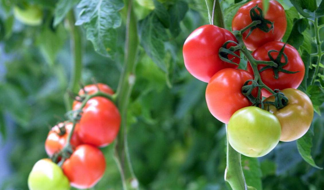 Tomatplantor kan avge högfrekventa ljud som vi inte kan höra med våra människoöron. Foto: Michael Bradley/Getty Images
