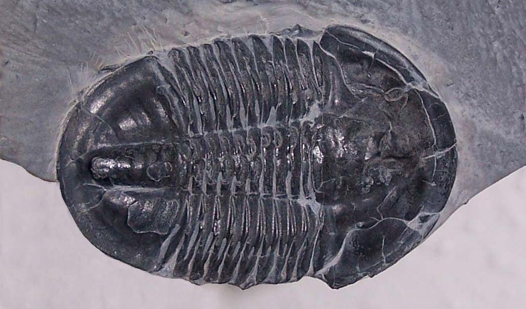 Yttre skalets gåta: Forskare har upptäckt att utdöendet av trilobiterna berodde på deras oförmåga att frigöra sig från sitt eget försvar – skalet. Foto: CC BY-SA 3.0