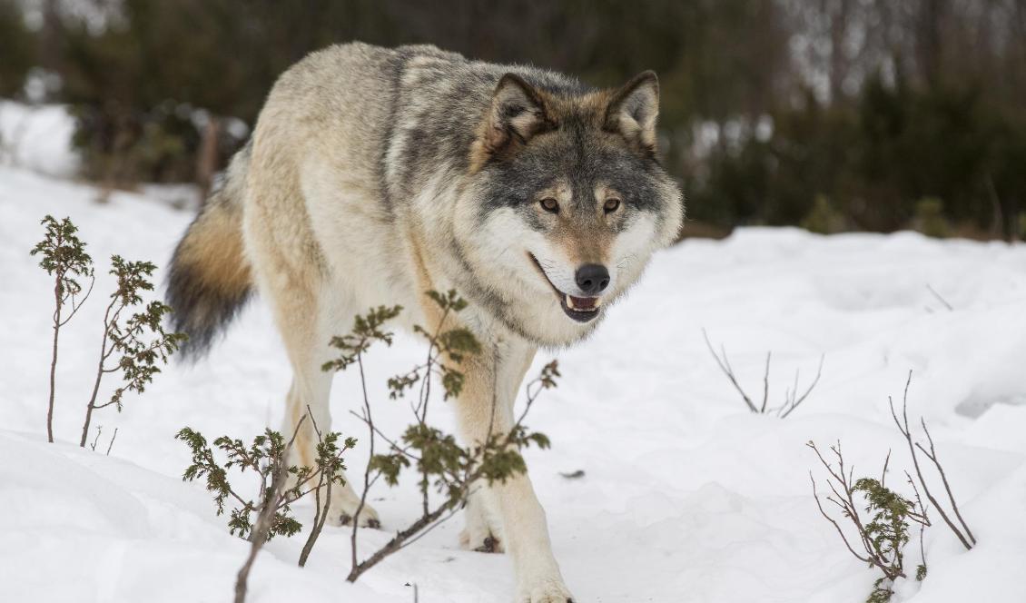 
Förvaltningsrätten i Luleå har rivit upp ett beslut om skyddsjakt av två vargar. Foto: Heiko Junge/NTB/Scanpix-arkivbild                                                