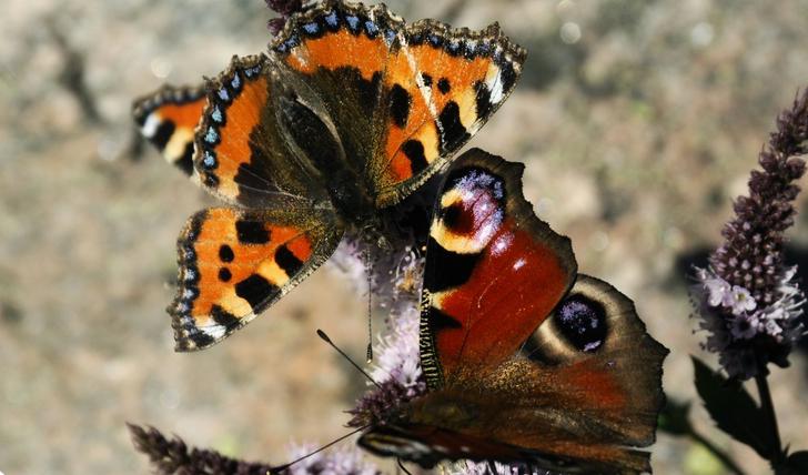Nässelfjäril och påfågelsöga övervintrar som fjäril. Foto: Hasse Holmberg-arkivbild