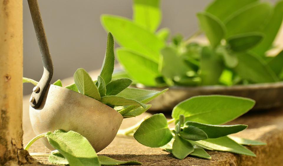 Salvia har en mängd olika medicinska egenskaper, och är fullproppad med näringsämnen och antioxidanter.