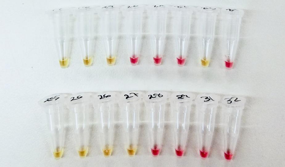 Efter cirka 30 minuter i 65 grader ändras färgen från rosa till gult om det finns virusgener i provet. Hittills har testerna gjorts med syntetiska virusgener i laboratoriemiljö. Nästa steg är att testa om metoden ger rätt svar på riktiga prover från människor. Foto: Yerma Pareja Sanchez/TT