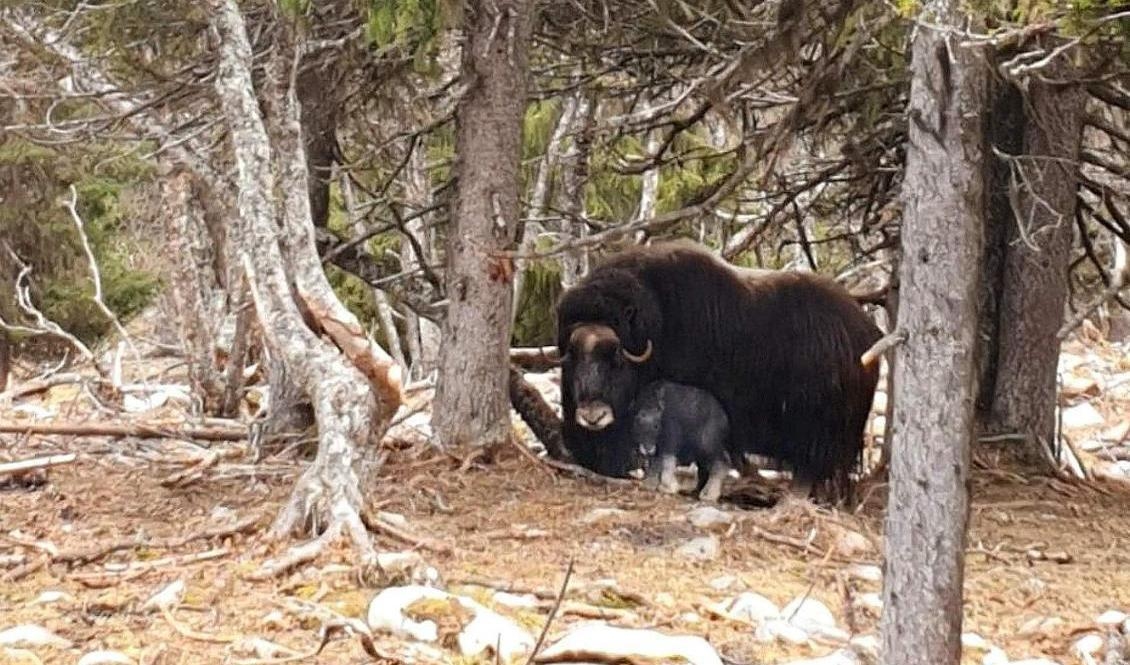 Den nyfödda kalven med mamma Helga. Foto: Myskoxcentrum i Härjedalen