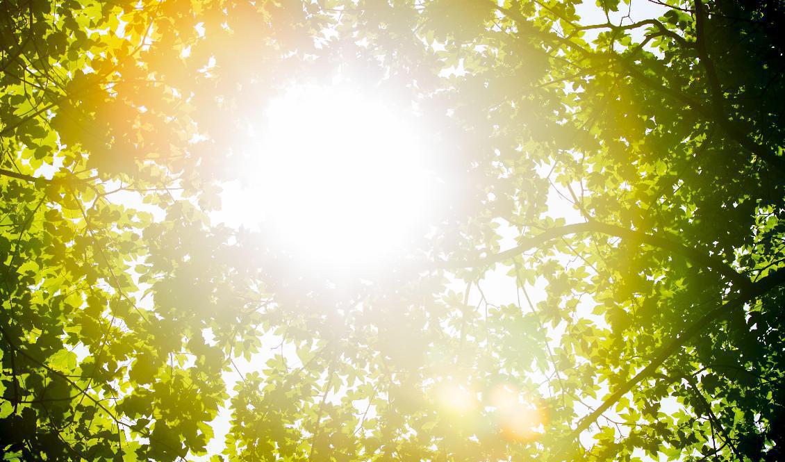 Pingsthelgen ser ut att bli solig, enligt SMHI. Foto: Grøtt Vegard Wivestad/NTB Scanpix/TT-arkivbild