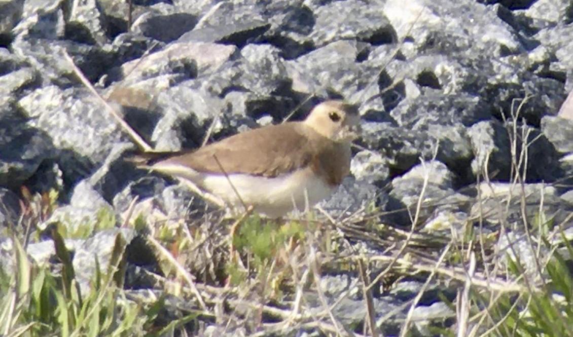 "Det är en riktig sensation. En riktig stänkare som man brukar säga i fågelsammanhang", säger Christopher Gullander, naturvägledare och fågelskådare till Göteborgs-Posten. Foto: Christopher Gullander