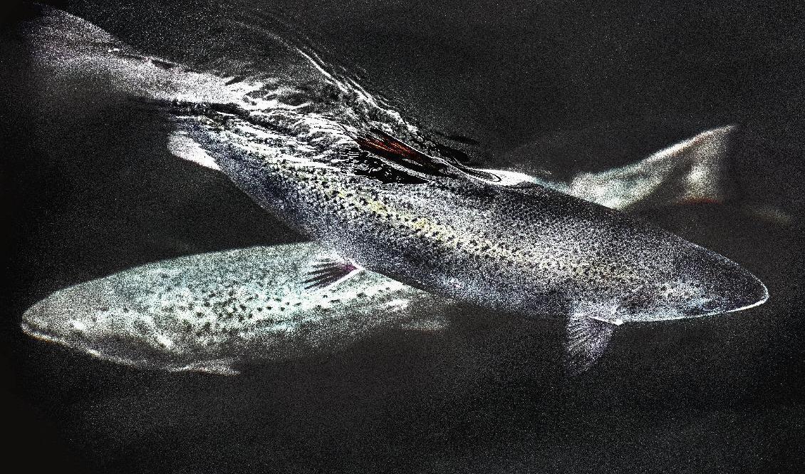 Fiskodlare kan se fram emot lättnader i regelverket. Foto: Tomas Oneborg/SvD/TT-arkivbild