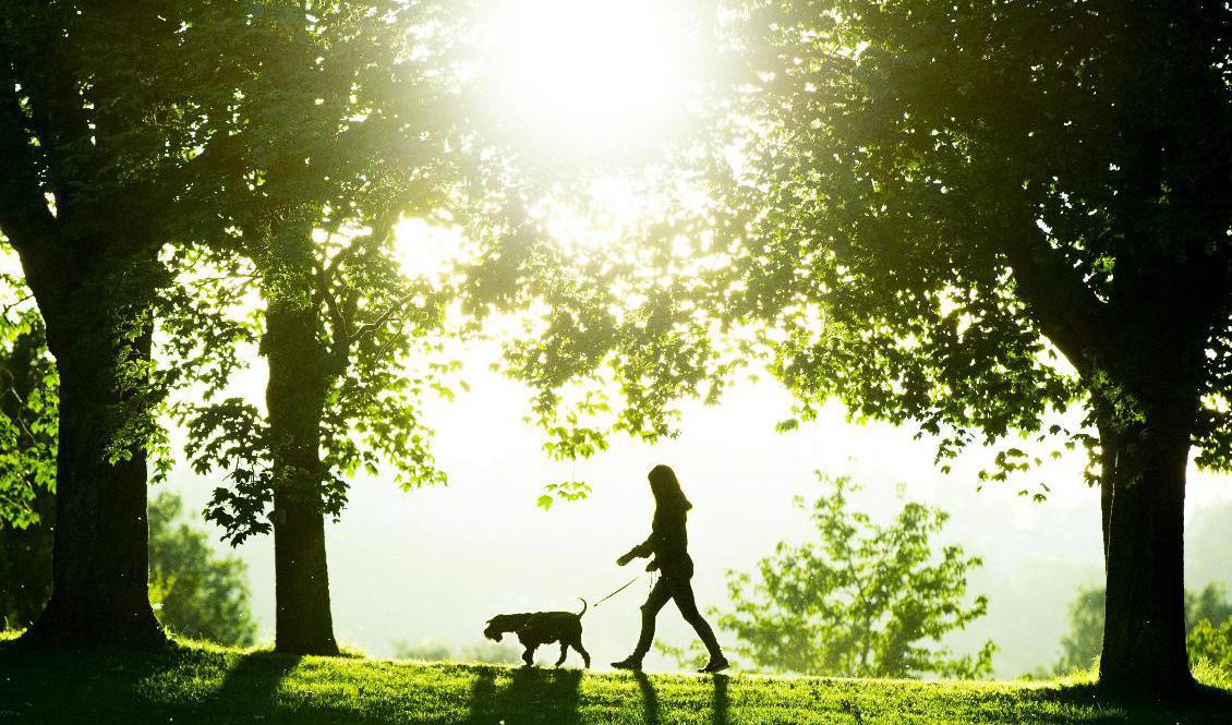 Värmen stiger på många håll i landet. Foto: Vegard Wivestad Grøtt-arkivbild