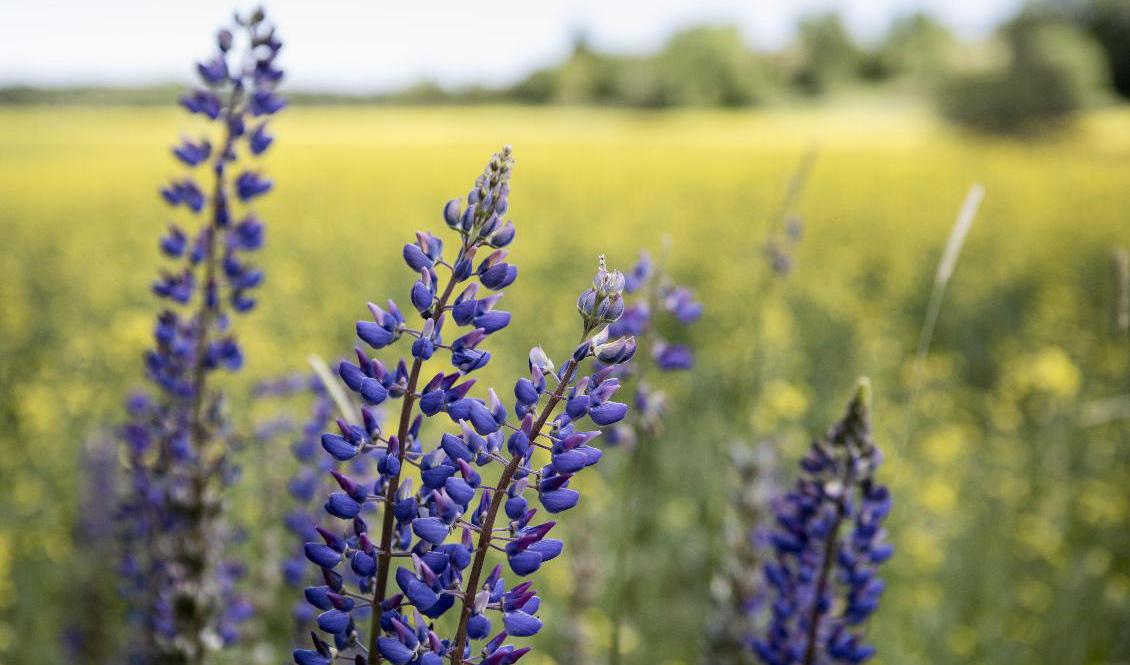 Lupiner – snygga men dåliga. Foto: Christine Olsson/TT-arkivbild