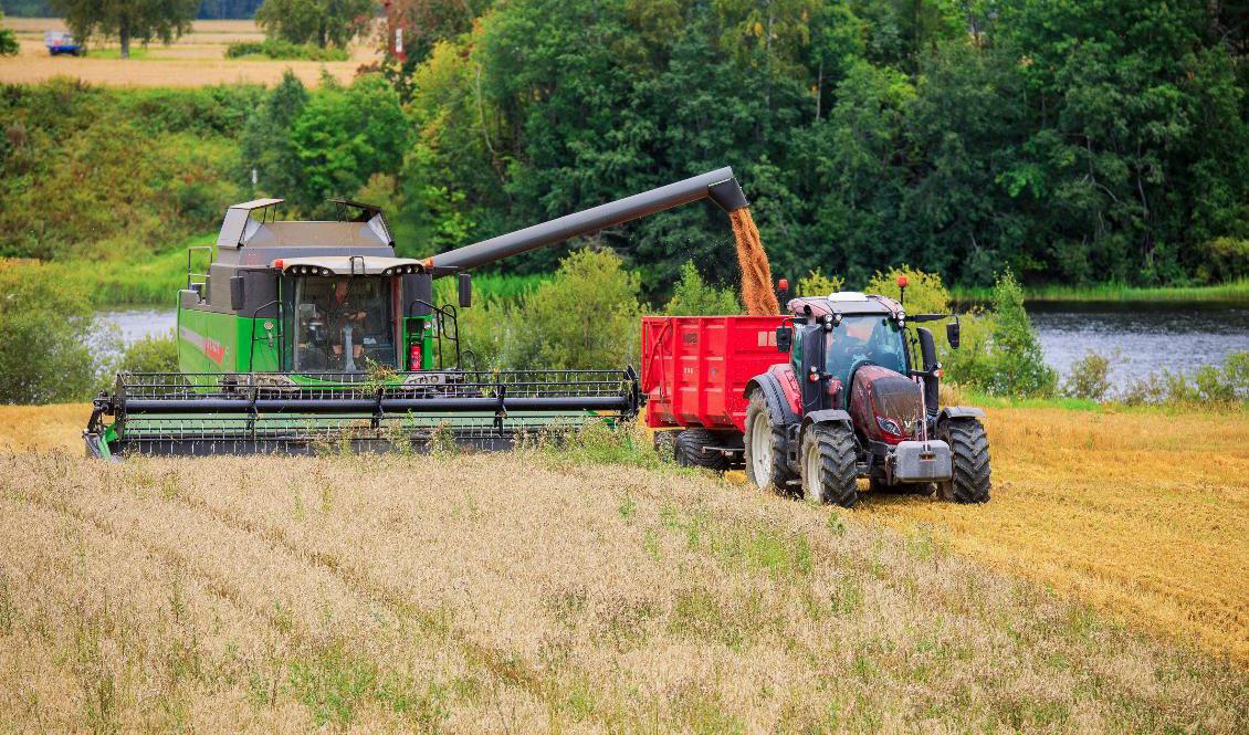Under pandemin aktualiserades frågan om livsmedelsförsörjningen, men svenskarna behöver inte oroa sig. Enligt lantmännens prognos blir skörden normal i år, trots pandemin. Foto: Mårten Svensson/Lantmännen-arkivbild