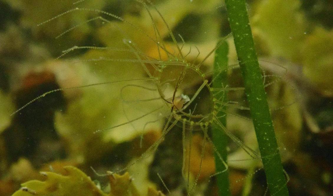 Klängmaneten, som bränns rejält om man kommer i kontakt med den, har hittats på ytterligare ett ställe längst västkusten i år. Foto: Björn Källstrröm/Göteborgs Marinbiologiska laboratorium
