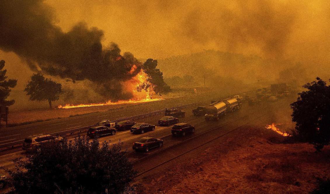 Närmare 370 skogsbränder rasar i den amerikanska delstaten Kalifornien. Foto: Noah Berger/AP/TT