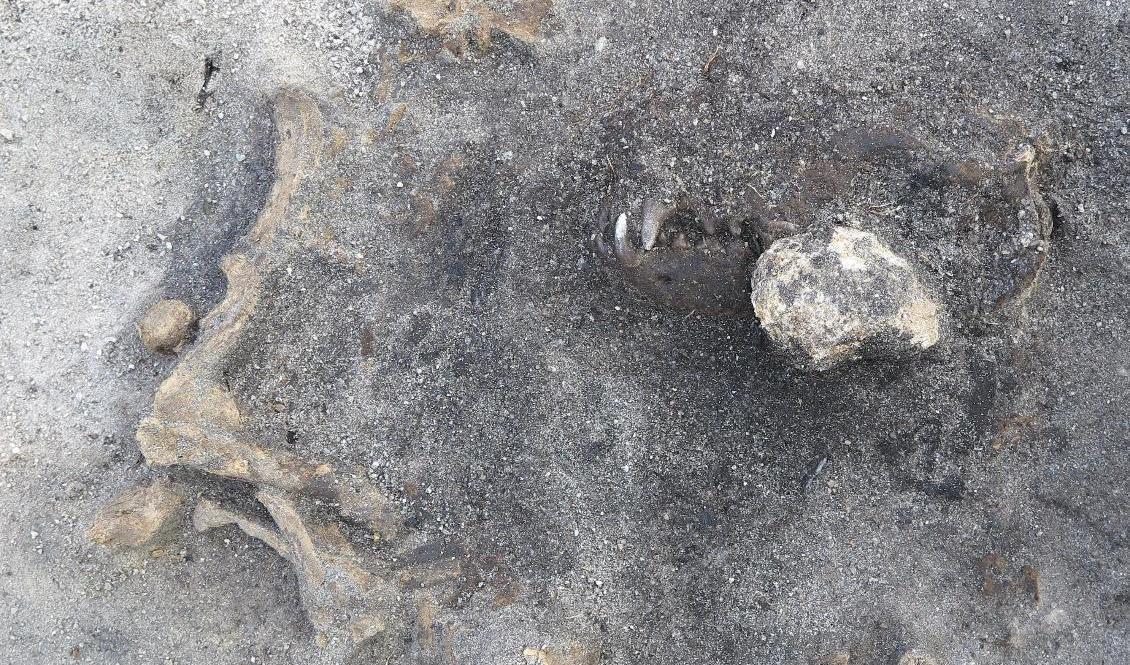 Kvarlämningarna av en 8|400 år gammal hund som hittats vid Ljungaviken i Blekinge. Hunden tros ha begravts med gravgåvor. Foto: Blekinge museum/TT