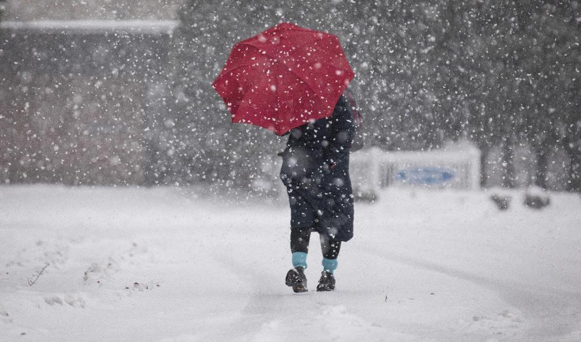 
Det blir mycket snö i delar av norra Sverige i helgen. Arkivbild. Foto: Julia Wall/AP/TT                                            
