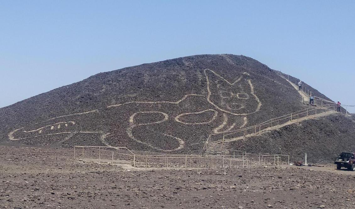 En utmejslad katt, troligen mer än 2|000 år gammal, har upptäckts på de av geoglyfer täckta sluttningarna i Nazca i Peru. Foto: Jhony Islas/Perus kulturdepartement/AP/TT