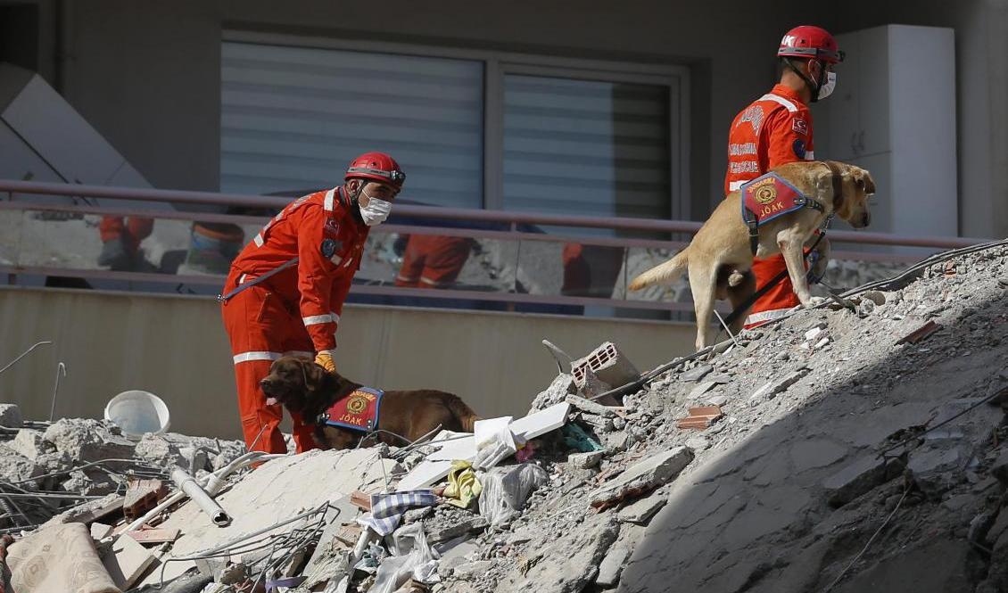 Hundar hjälper till i sökandet efter överlevande i Izmir i Turkiet. Foto: Darko Bandic/TT