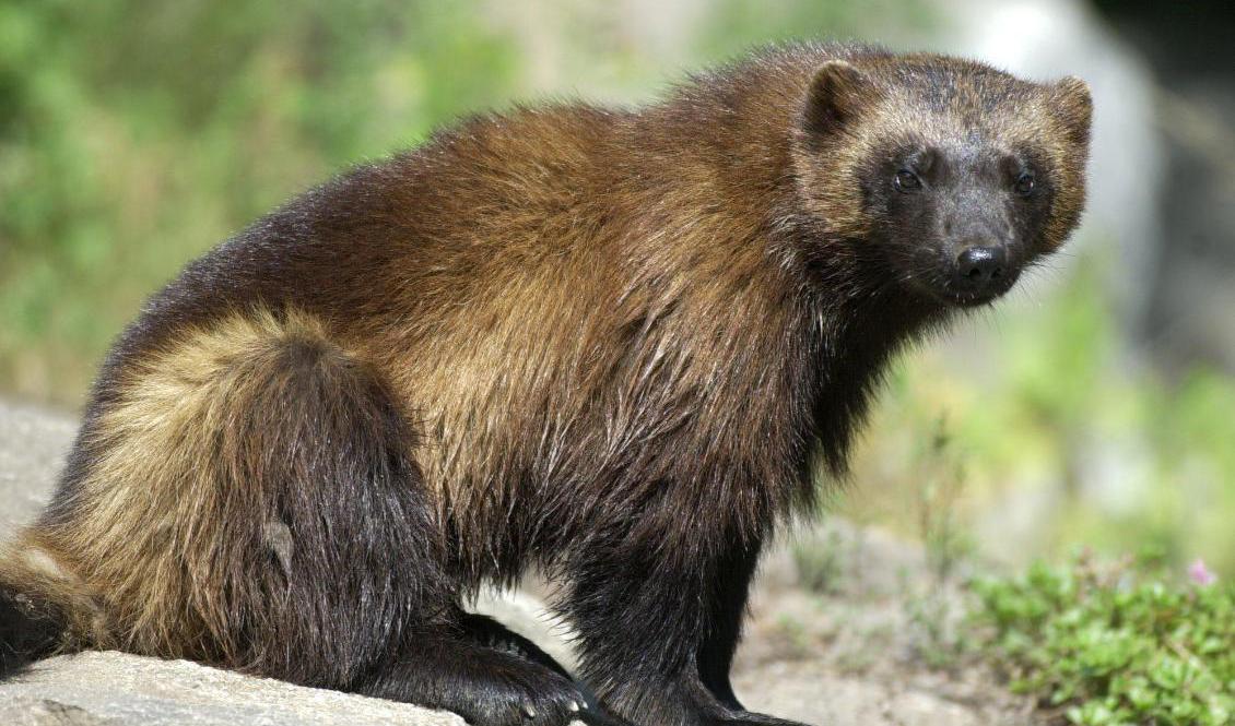 En inventering visar att det finns 687 järvar i Sverige i år. Arkivbild. Foto: Claus Gertsen/TT