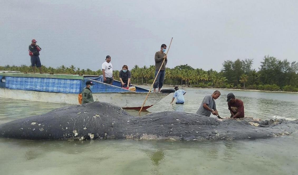 En död kaskelot som hittades i Indonesien för två år sedan. Djuret hade cirka 115 plastkoppar och 25 plastpåsar i magen. Totalt hade valen nästan sex kilo avfall i kroppen. Arkivbild. Foto: Muhammad Irpan Sejati Tassakka/AKKP Wakatobi via AP/TT