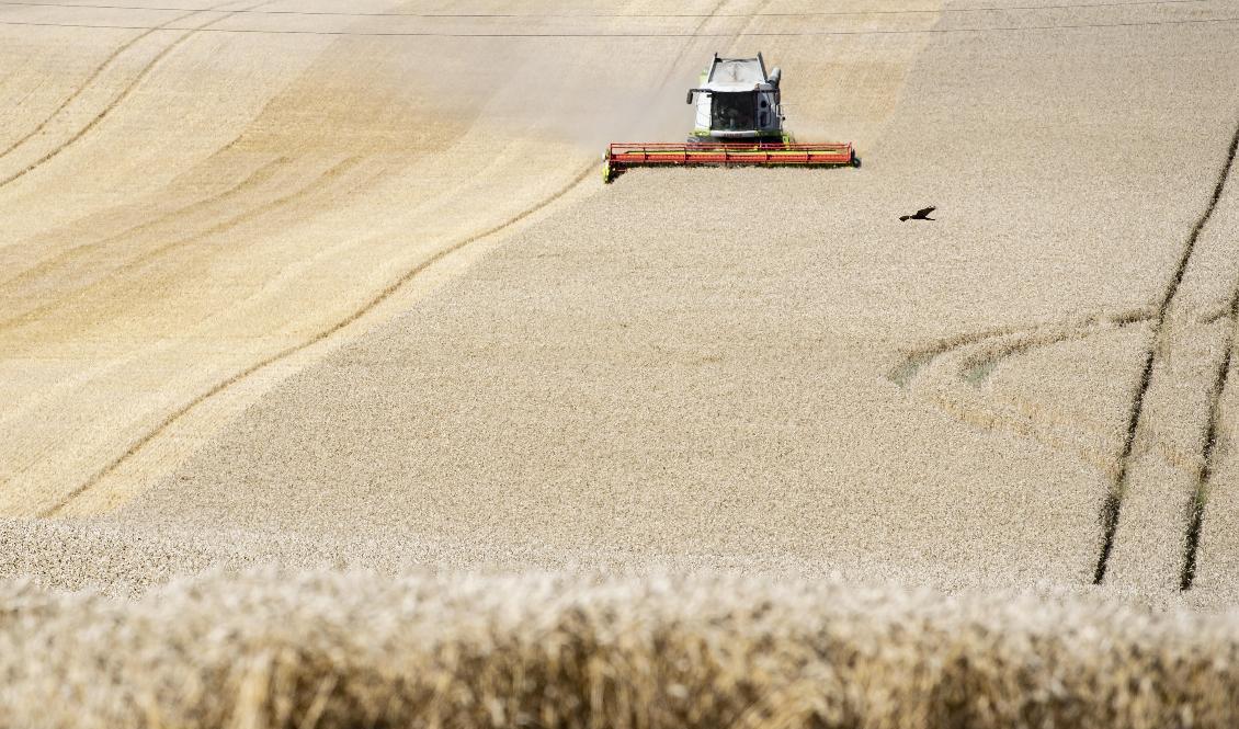 Svenskarna äter mer och oftare i hemmet än ute, vilket gynnar lantbruket. Arkivbild. Foto: Johan Nilsson/TT