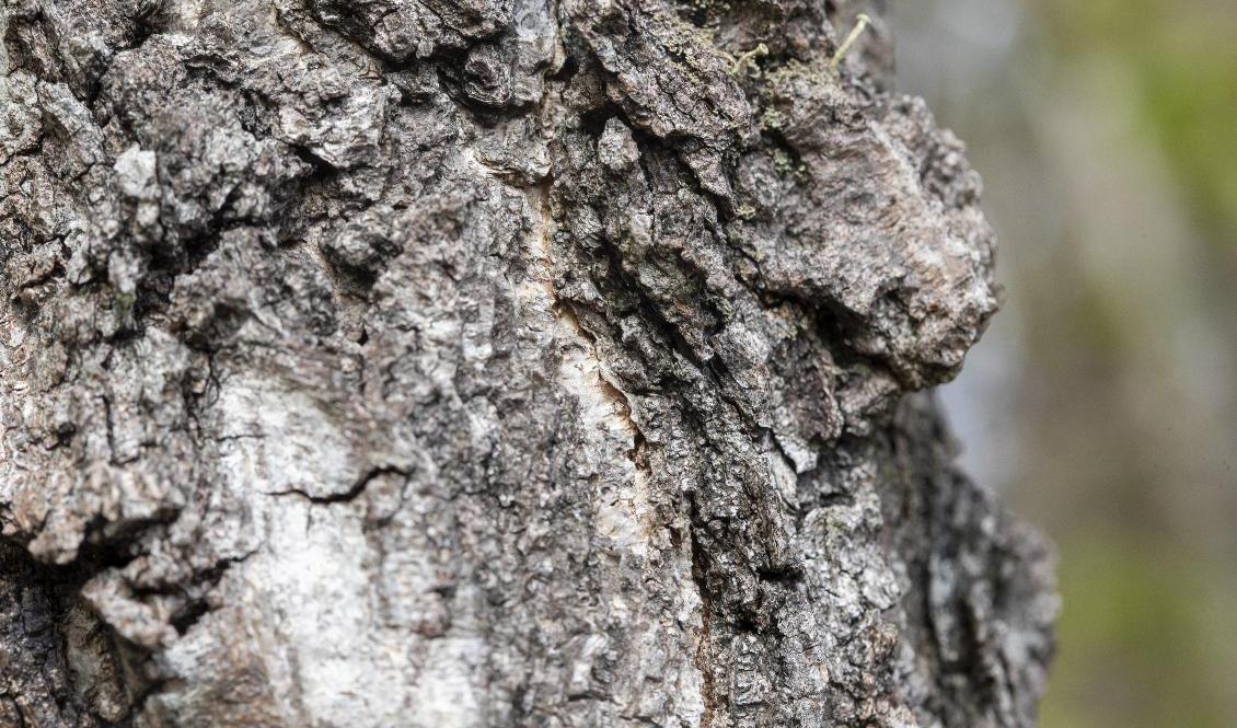 Bilden har ingen koppling till artikeln. Arkivbild. Foto: Terje Pedersen/NTB/TT