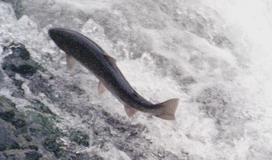 Framtiden ser ljus ut för vildlaxen. Arkivbild. Foto: Jeff Barnard/AP/TT