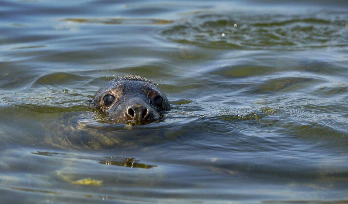 FMånga sälar har svårt att hitta mat längs Östersjö- och Bottenhavskusten. Arkivbild. Foto: JANERIK HENRIKSSON/TT