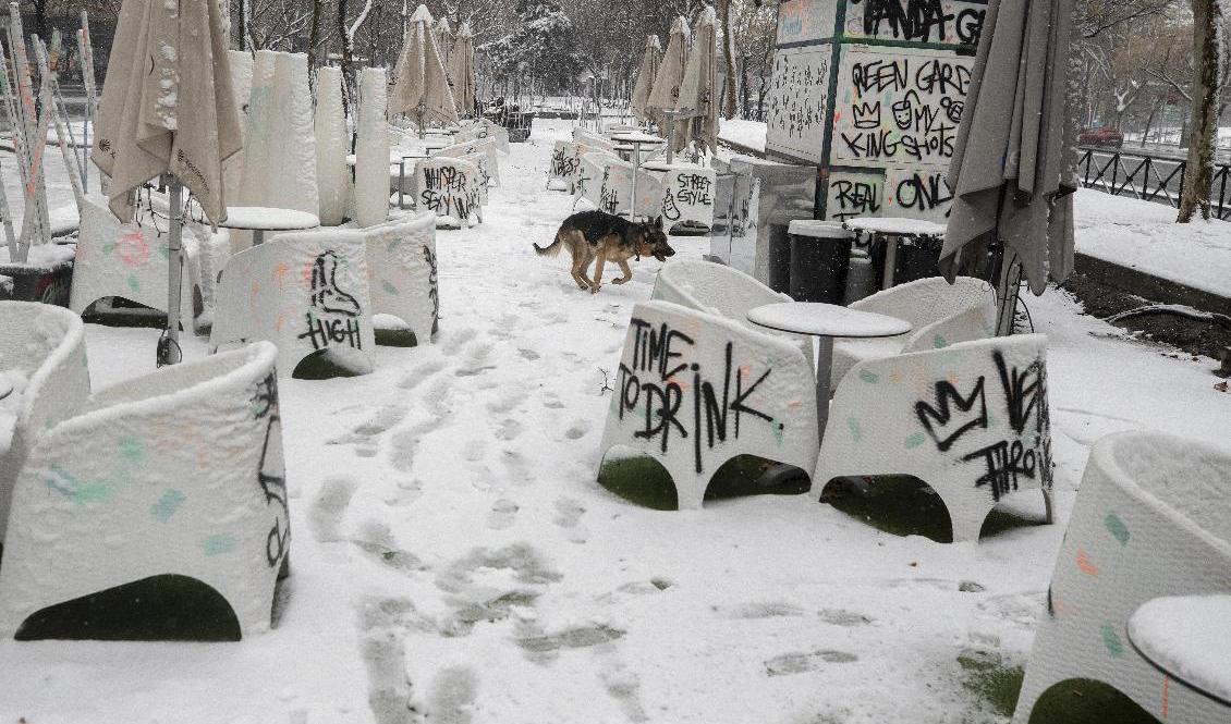 Snöstormen Filomena lamslår Spaniens huvudstad Madrid. Foto: Paul White/AP/TT