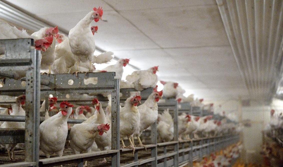 Utbrottet har konstaterats på en stor äggkläckningsgård i Skåne. Arkivbild. Foto: Henrik Montgomery/TT