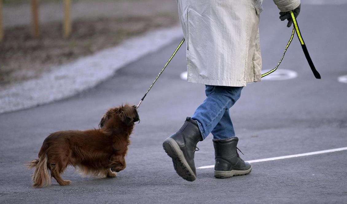 Utlagd mat med spik eller glas utgör en fara för hundar i Malmö. Arkivbild. Foto: Janerik Henriksson/TT