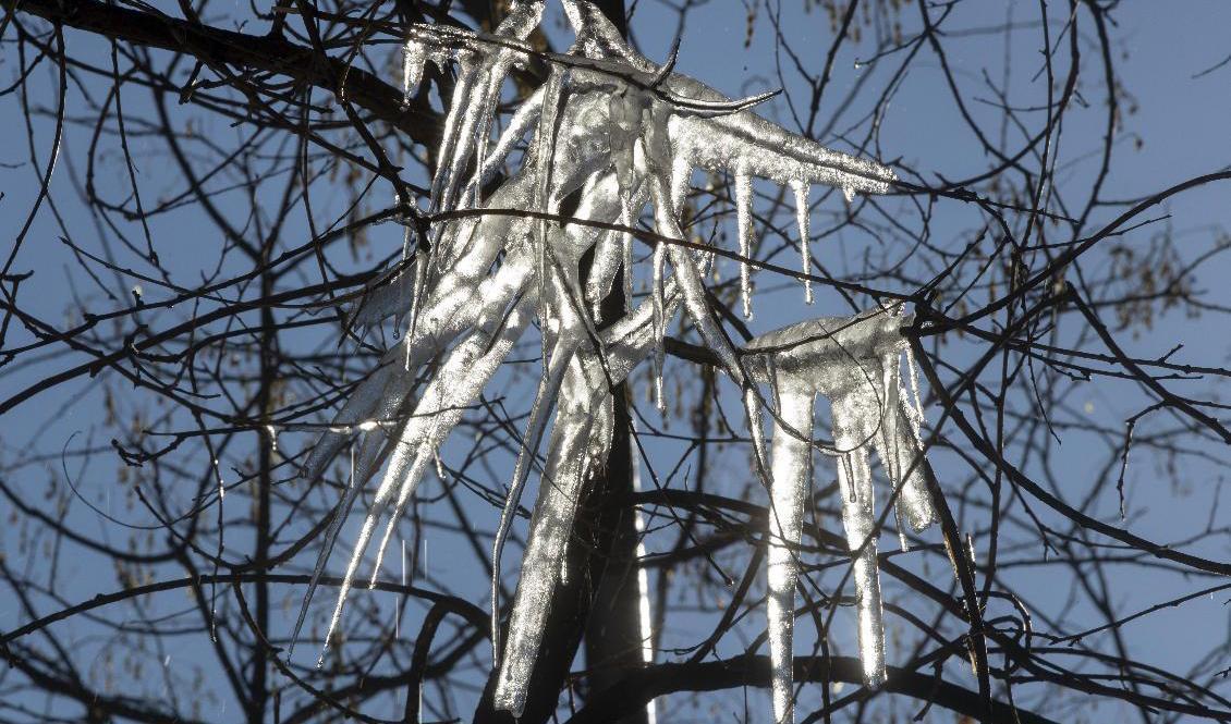 Först kom nederbörden, sedan den riktiga kylan, vilket försvårar snöröjningen. Här is-stalaktiter i ett träd i Madrid. Foto: Paul White/AP/TT