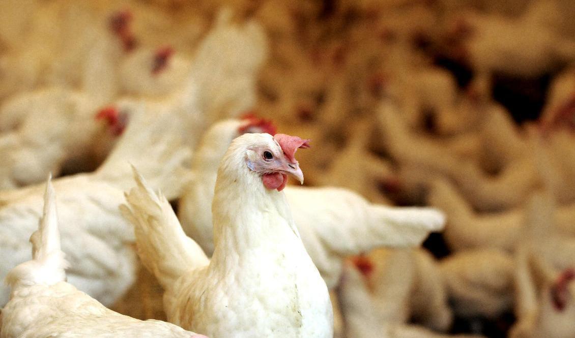 Ytterligare ett utbrott av fågelinfluensa har konstaterats i Sverige. Arkivbild. Foto: Gunnar Lundmark/SvD/TT