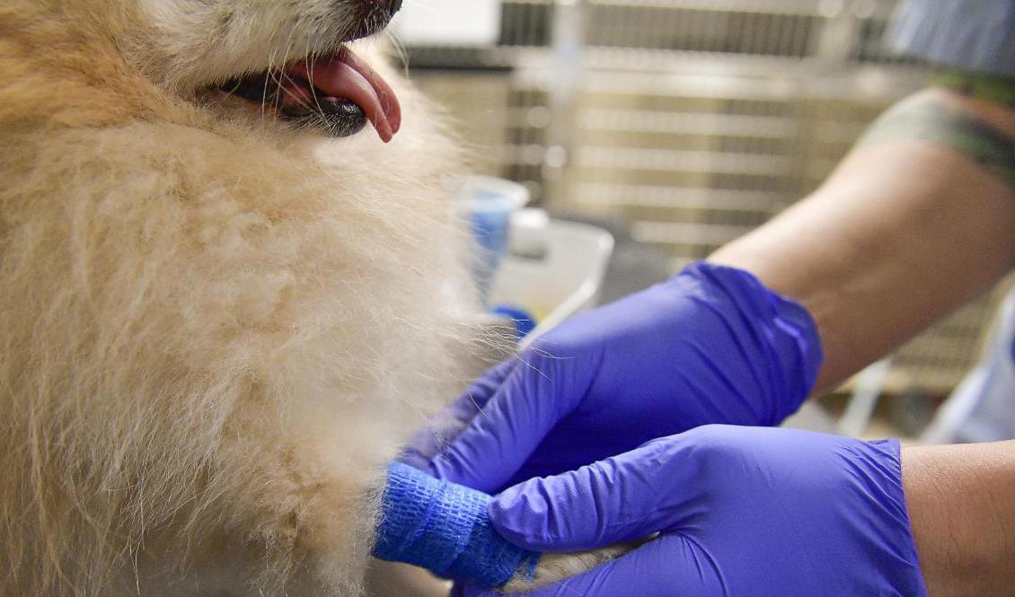 Flera illegalt införda hundar upptäcks hos veterinärklinikerna via förfalskade handlingar som de nya ägarna har med sig när de kommer in för rutinkontroller av sina ungdjur,. Arkivbild. Foto: Jonas Ekströmer/TT