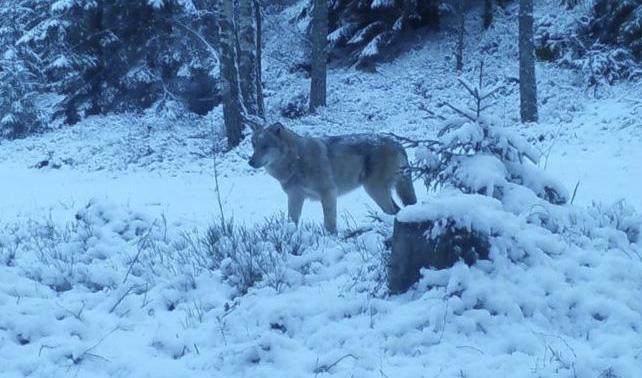Skånsk varg fotograferad med viltkamera. Foto: Länsstyrelsen Skåne
