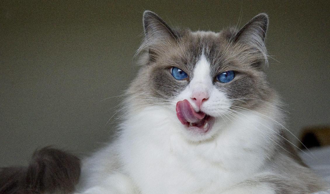 Ragdollen toppar listan över de populäraste kattraserna i Sverige. Arkivbild. Foto: Leif R Jansson/TT