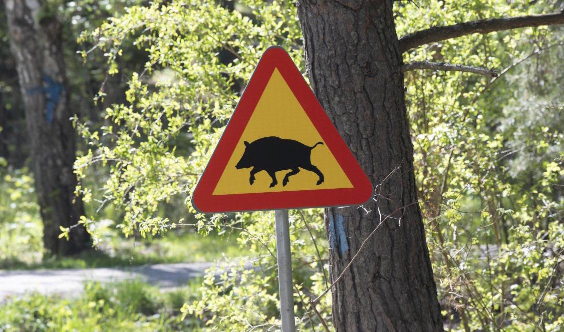 Vildsvinsstammen fortsätter att växa i Sverige. Arkivbild. Foto: Fredrik Sandberg/TT