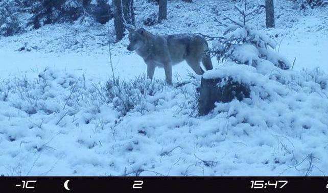 Skånsk varg fotograferad med viltkamera. Foto: Länsstyrelsen Skåne