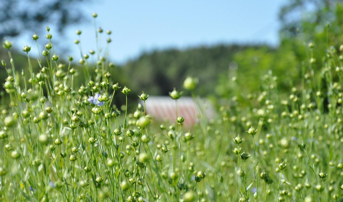 Människan har odlat lin i tusentals år. Foto: Hillevi Skoglund