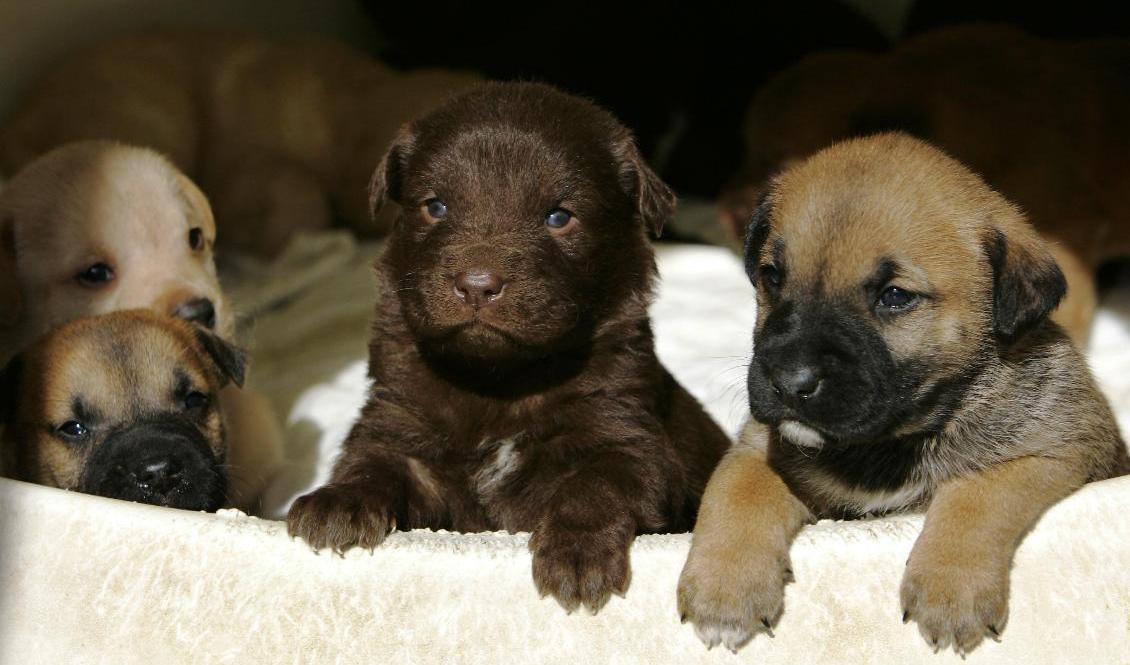 Rekordmånga hundar stoppades från att föras in i Sverige under 2020, visar statistik från Tullverket. Hundvalparna på bilden har inte smugglats. Arkivbild. Foto: Rob Carr/AP/TT