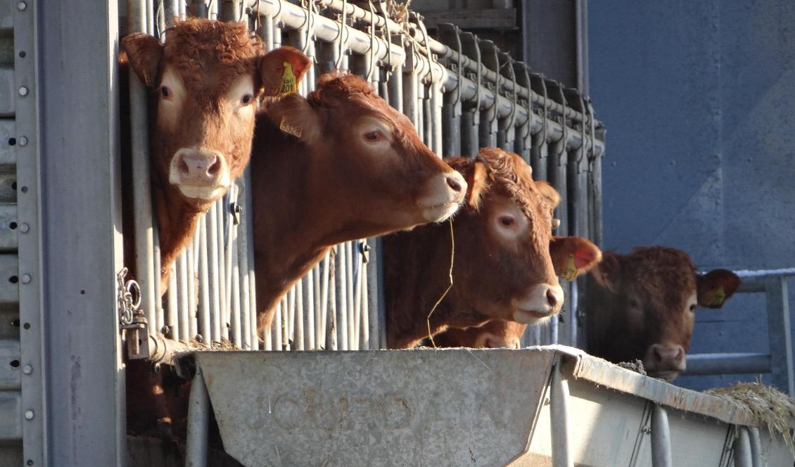 Foto: Eddy-Rita/Pixabay