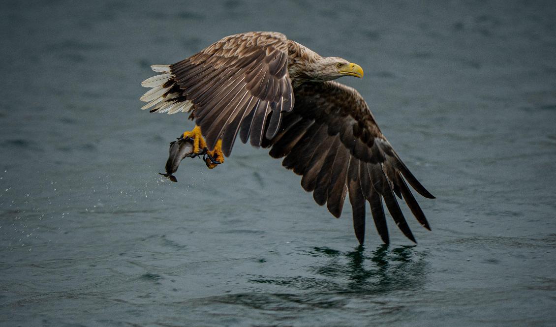261 havsörnar skådades under årets örnräkning, arrangerad av fältstationen Rördrommen. Arkivbild. Foto: Stian Lysberg Solum/NTB/TT