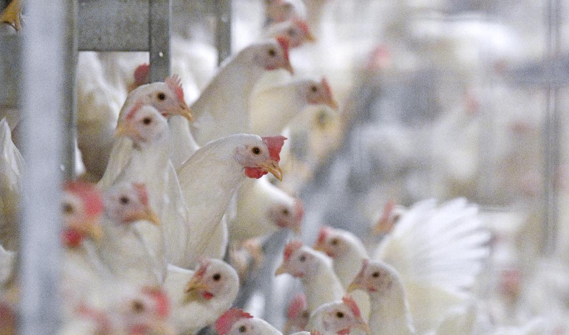 Hittills har tolv utbrott av fågelinfluensa konstaterats hos tamfågel i Sverige sedan i november. Foto: Johan Nilsson/TT
