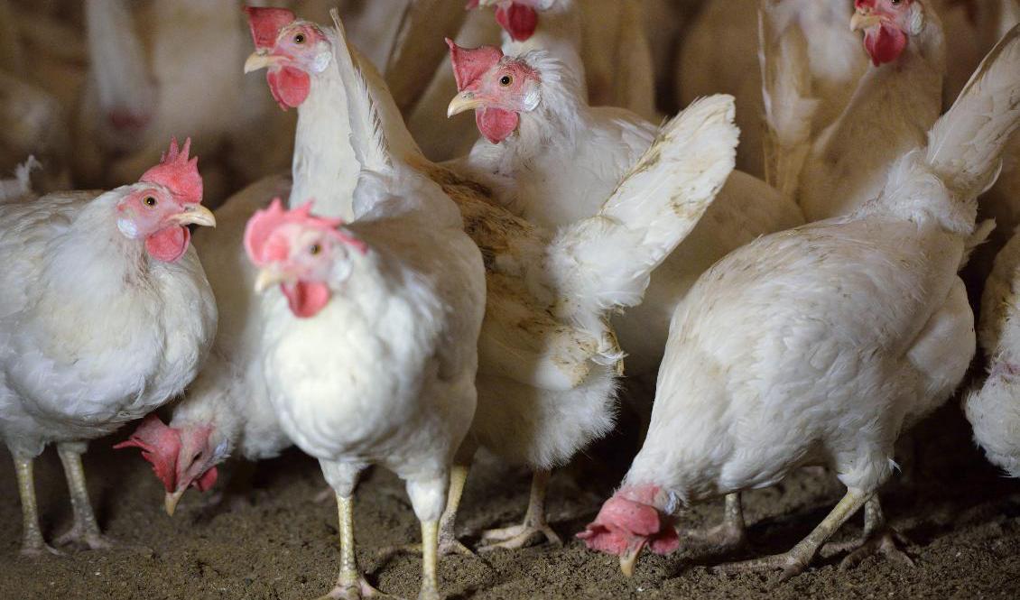 Fågelinfluensa har upptäckts på flera gårdar i Östergötland. Arkivbild. Foto: Henrik Montgomery/TT